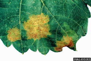 Illustration for article titled Why Genetically Engineered Grapes Would Make Great Wine